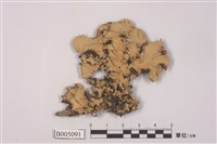 藏品(黃類斑葉衣)的圖片